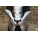 Arm Braces "Guardian"